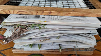 Фотография к новости: Ел ғалымдары өсімдіктің жаңа түрін тапты