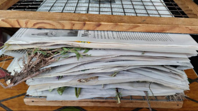 Ел ғалымдары өсімдіктің жаңа түрін тапты