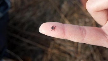 Фотография к новости: 25 мыңнан астам қазақстандық кенеге қарсы вакцинациялаудан өтті