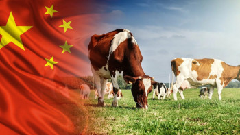 Фотография к новости: "2 жылғы үзіліс". Сиыр етінің алғашқы партиясы Қытайға экспортталды