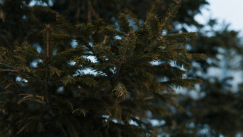 Фотография к новости: Табиғат қорғау заңнамасын бұзудың 70-ке жуық дерегі тіркелді