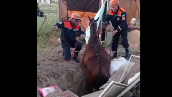 Фотография к новости: Құтқарушылар құдыққа құлаған жылқыны алып шықты