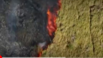 Фотография к новости: Бразилияда бір айда 2500 орман өрті тіркелді