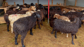 Фотография к новости: Жануарлардың аса қауіпті ауруларын алдын алу шаралары күшейтілді