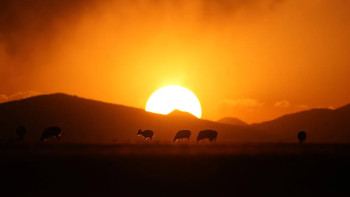 Фотография к новости: Қытайда бөкендердің төлдеу маусымы басталды