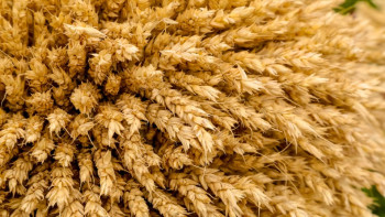 Фотография к новости: Қазақстан Қытайға 2 млн тонна астық жеткізуге дайын