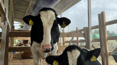 Алдағы 3 жылда сүт өндіру көлемі екі есеге артады