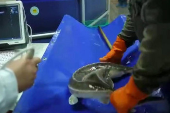 Фотография к новости: Қарағанды облысында балық шаруашылығы белсенді дамып келеді