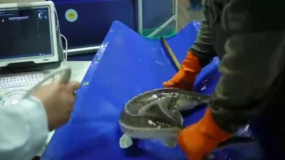 Қарағанды облысында балық шаруашылығы белсенді дамып келеді