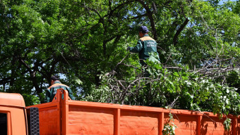 Фотография к новости: Алматыда 6 мың ағаш санитарлық мақсатта кесіліп жатыр