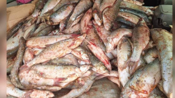 Фотография к новости: Жетісуда 3 млн теңгенің балығын аулаған браконьер ұсталды