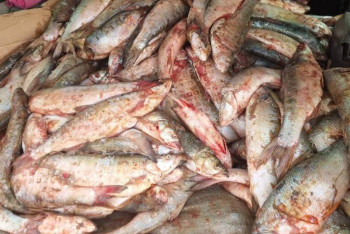 Фотография к новости: Жетісуда 3 млн теңгенің балығын аулаған браконьер ұсталды