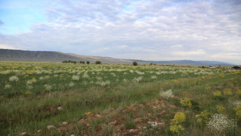 Фотография к новости: 8 000 га жер мемлекетке қайтарылды