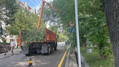 Фоторепортаж: Алматыда қураған ағаш көп