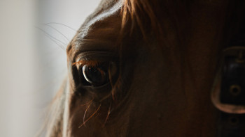 Фотография к новости: Жылқы ұрлаған қылмыскер 8,5 жылға сотталды