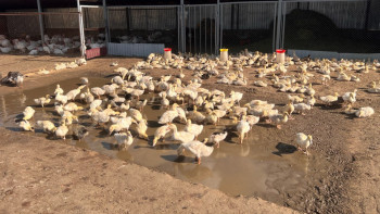 Фотография к новости: Ақтөбе облысы «Ауыл аманатына» бөлінген қаржыны игере ала ма