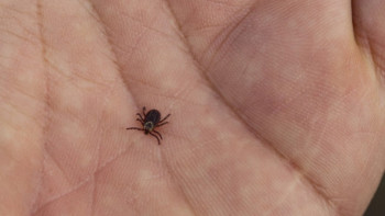 Фотография к новости: Шымкентте кене шағып алған ер адам қайтыс болды