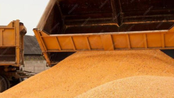 Фотография к новости: АШМ: Елімізде 6 млн тоннадан астам астық қоры бар