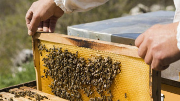 Фотография к новости: АШМ қолдауымен "Apislab" бірегей жүйесі әзірленді