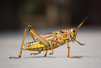 Фотография к новости: Ақтөбе облысында әлі күнге дейін шегірткеге қарсы улау жүргізіліп жатыр