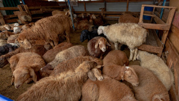 Фотография к новости: Еліміз Францияда өтетін Мал шаруашылығы саммитіне қатысады
