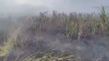 Фотография к новости: Талдыкөл көлінің аумағындағы өрт толық сөнді