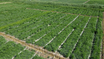 Фотография к новости: 70 мың тұрғыны бар Сарыағаш ауданында топтық су құбырын салып жатыр