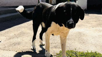 Фотография к новости: Жетісуда ит пен мысыққа 178 млн теңге бөлінген