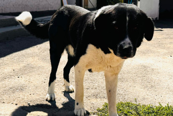 Фотография к новости: Жетісуда ит пен мысыққа 178 млн теңге бөлінген