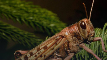 Фотография к новости: Шегірткеге қарсы 2,8 млн гектар алқап өңделді