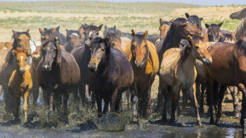 Фотография к новости: Спорт бағытындағы қазақы жылқыға субсидия беріледі