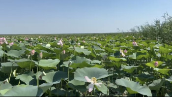 Фотография к новости: Атырауда лотос алқабы гүлдей бастады