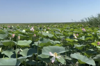 Фотография к новости: Атырауда лотос алқабы гүлдей бастады