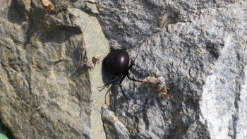 Фотография к новости: "Баянауыл" ұлттық паркінде қарақұрттарды жинау жұмыстары басталды
