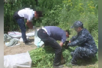 Фотография к новости: Алматы және Қызылорда облыстарында екі ірі есірткі притоны жойылды