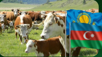 Фотография к новости: Қазақстан мен Әзірбайжан ветеринариялық сертификаттар бойынша келісімге келді