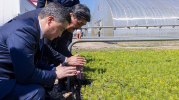 Фотография к новости: Бектенов "Семей орманындағы" қарағайлы орманды қалпына келтіру жұмыстарын тексерді