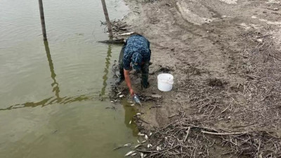 Атырау облысында балық шабақтарын құтқару жұмыстары жалғасып жатыр