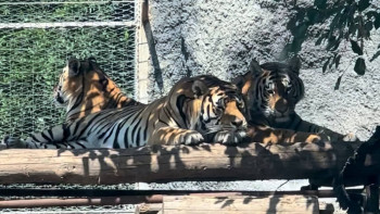 Фотография к новости: Бүгін - Халықаралық жолбарыстар күні