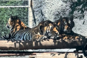 Фотография к новости: Бүгін - Халықаралық жолбарыстар күні