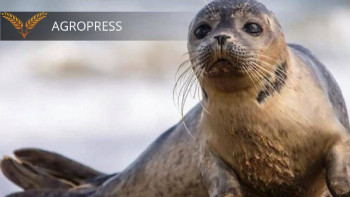 Фотография к новости: Елімізде ғылыми зерттеулер үшін 156 каспий итбалықтары алынады