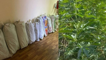 Фотография к новости: Түркістан облысының полицейлері тұрғыннан 281 түп сора тәркіледі