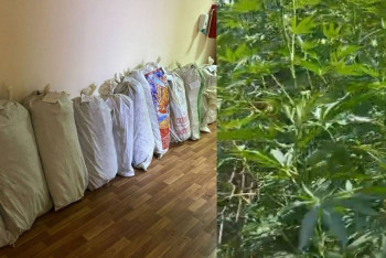 Фотография к новости: Түркістан облысының полицейлері тұрғыннан 281 түп сора тәркіледі