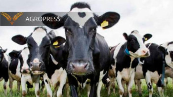 Фотография к новости: Ақтөбеде мал шаруашылықтарының бірінде  мал уланды