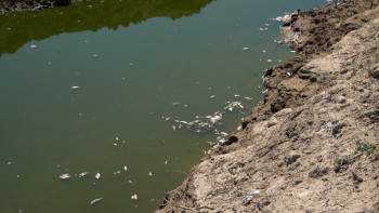 Фотография к новости: Атырауда балық қырылып жатыр