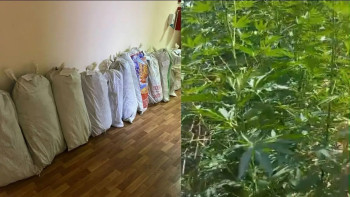 Фотография к новости: Түркістан облысы тұрғынынан 300-ге жуық түп сора тәркіленді