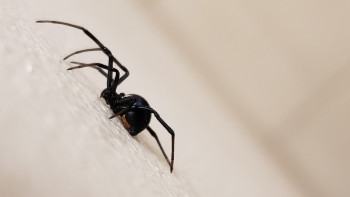 Фотография к новости: Торайғыр көлінің маңайында қарақұрттар қаптап кетті