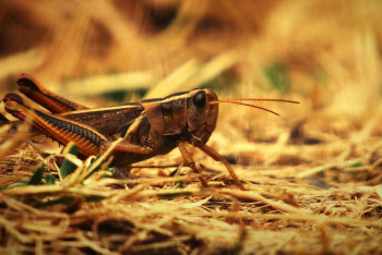 Фотография к новости: Елімізде шегірткеге қарсы қорғаныс шаралары аяқталды