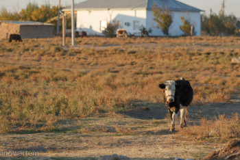 Фотография к новости: Сібір жарасы. Қостанай облысында бүтін ауыл карантинге жабылды