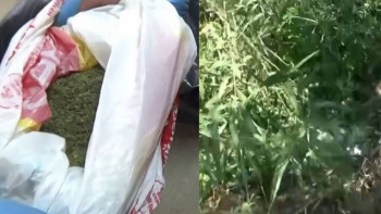 Фотография к новости: Атырауда полиция есірткі өсірген және сақтаған күдіктілерді анықтады